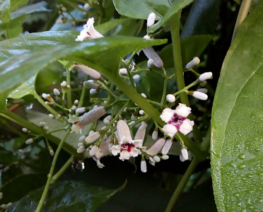 [The stem of this plant ends in a somewhat globular grouping of flowers, but each bud is on its own little branch. The flowers are long white with a reddish-purple tint tubes which open with four square petals. The dark purple center extends partially on the petals.]